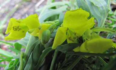Fleurs de Diplotaxe vulgaire