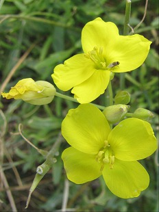 Fleurs de Diplotaxe vulgaire
