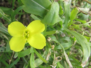Fleur de Diplotaxe vulgaire