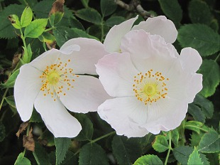 Eglantine