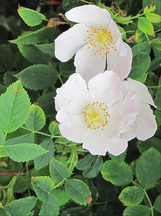 Eglantine
