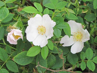 Fleur d'Eglantier
