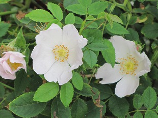 églantine