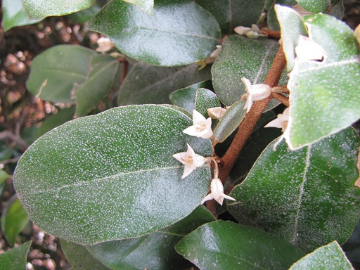 Elaeagnus Ebbingei