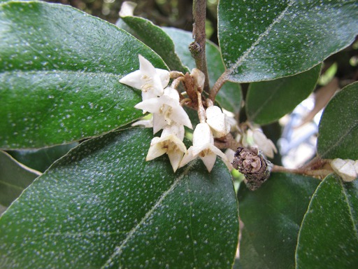 Fleurs d'Elaeagnus Ebbingei