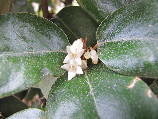 Elaeagnus Ebbingei