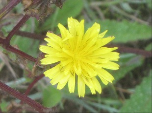 Fleur d'épervière