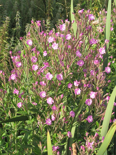 Fleurs d'Epilobe hérissé