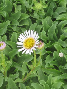 Erigéron