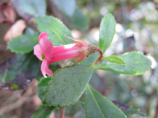 Escallonia