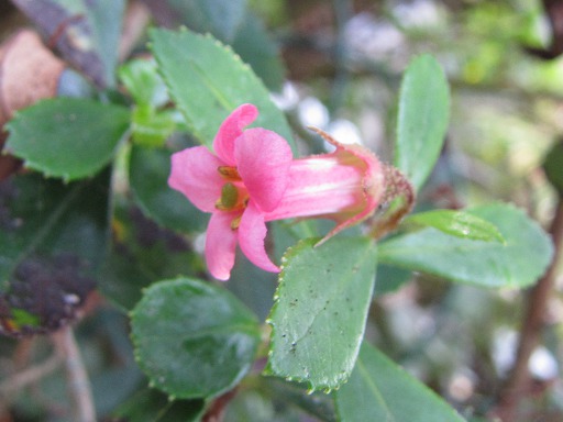 Fleur d'Escallonia