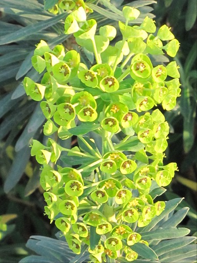 Euphorbe