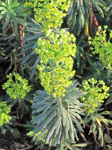 Plant d'Euphorbe