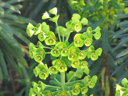 Fleurs d'Euphorbe
