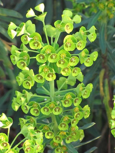 Fleurs d'Euphorbe