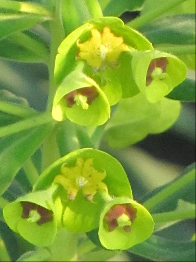 Détail d'une Fleur d'Euphorbe