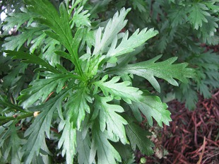Feuille d'Euryops
