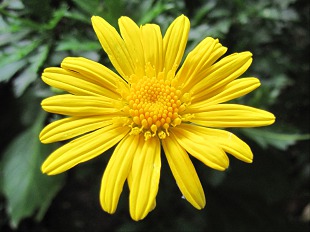 Euryops
