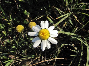 Fausse Camomille