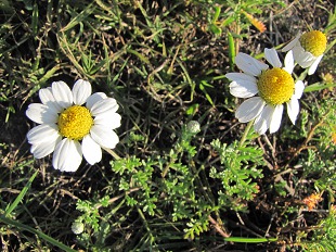 Fleurs de Fausse Camomille