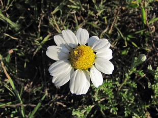 Fausse Camomille