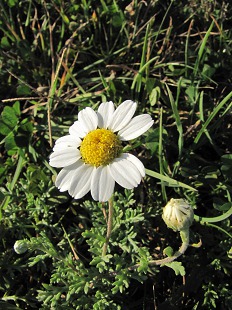 Pied de Fausse Camomille