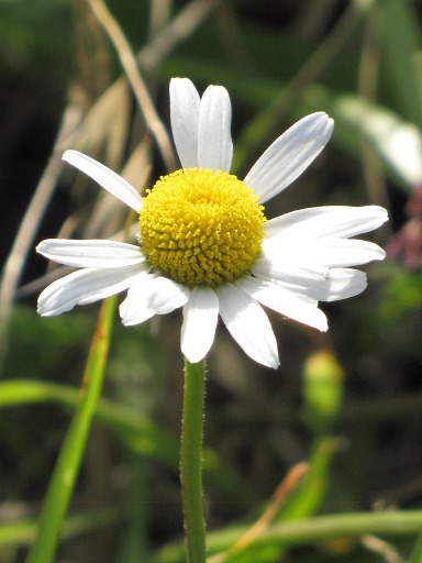 Fleurs de Fausse Camomille