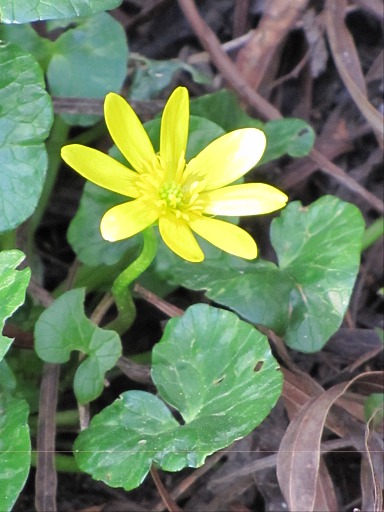 Fleur de Ficaire (Ranunculus ficaria)