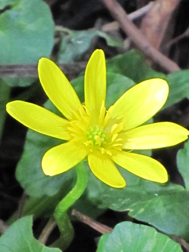 Fleur de Ficaire