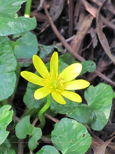 Fleur de Ficaire