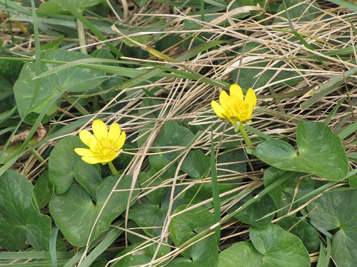 Fleurs de Ficaire