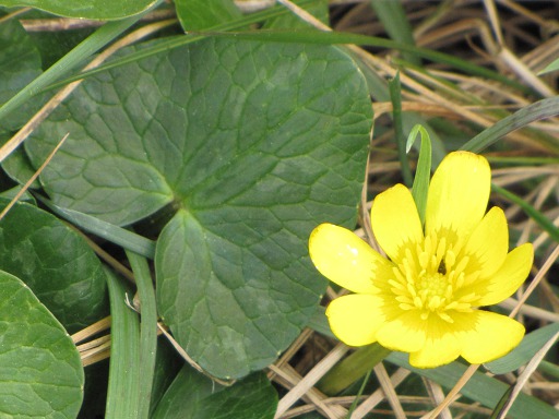 Fleur de Ficaire (Ranunculus ficaria)