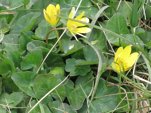 Fleurs de Ficaire (Ranunculus ficaria)