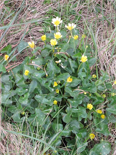 Plant de Ficaire