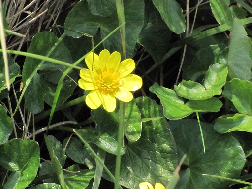 Fleurs de Ficaire