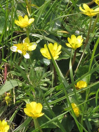 Fleurs de Ficaire