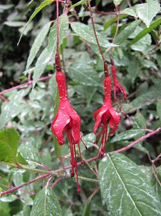 Fushia