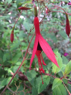 Fleur de Fushia