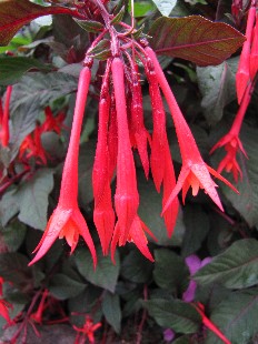 Fleur de Fushia