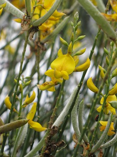 Fleurs de Genet