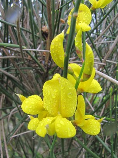 Fleur de Genet