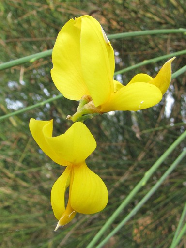 Fleur de Genet