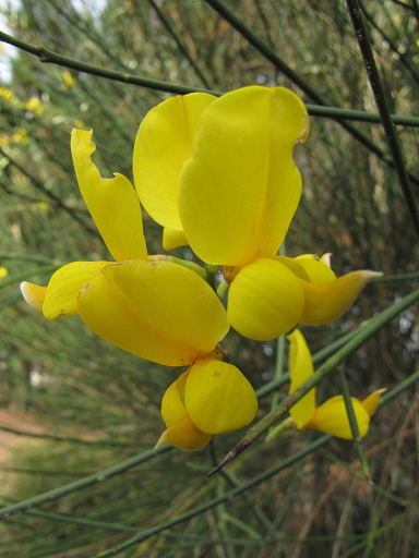 Fleur de Genet
