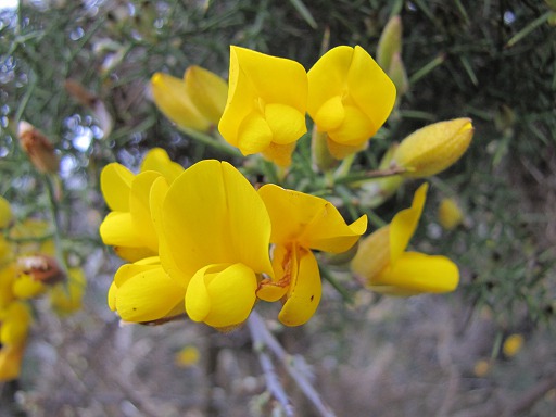 Fleur de Genet