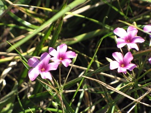 Géranium sauvage
