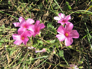 Géranium