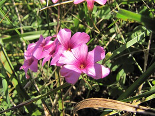 Fleurs de géraniums