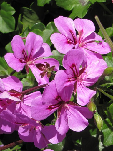 Géranium