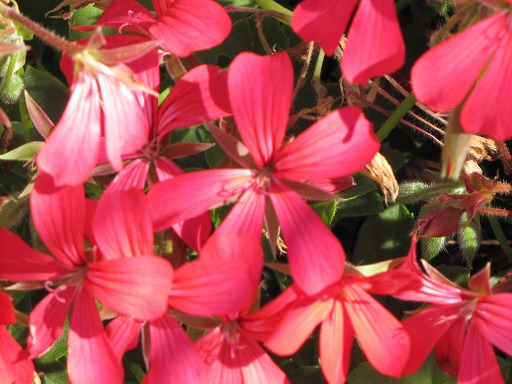 Fleur de Géranium