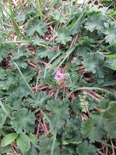 Fleur de Géranium